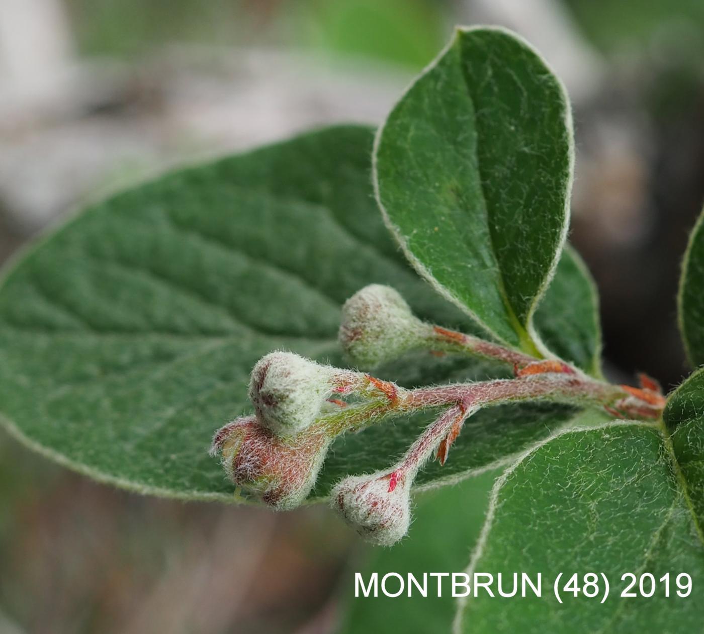 Cotoneaster, [Wooly] flower